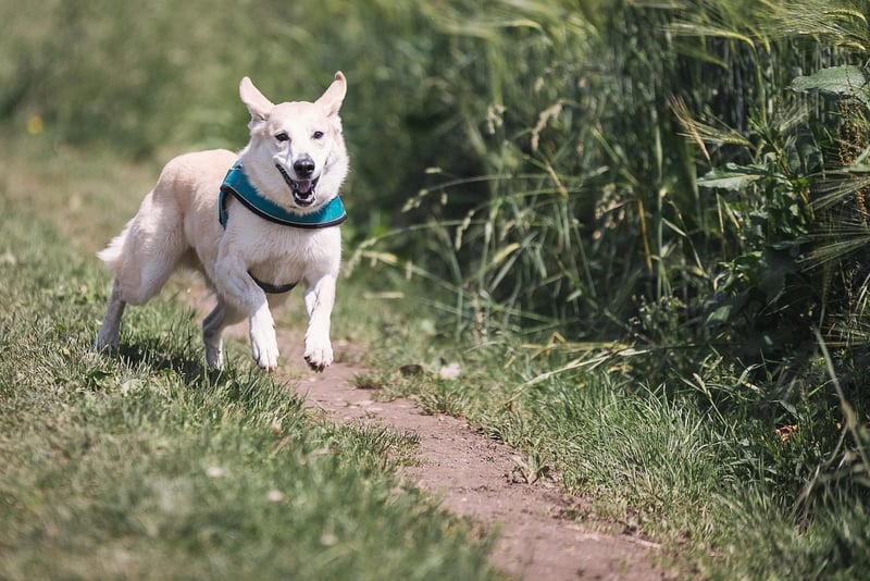 Forest Runs